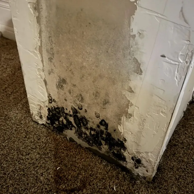 Professional Mold Removal in Sardis, GA